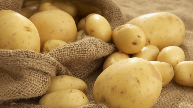 The Art of Reaping Rewards: Mastering the Potato Planting Process