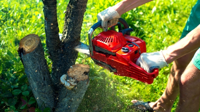 Out with the Old: Unearthing the Art of Tree Removal