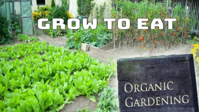 From Soil to Table: Embrace the Beauty of Organic Gardening