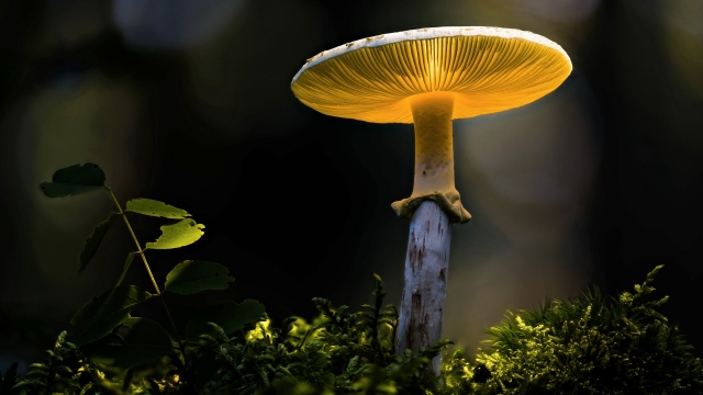 From Spores to Scrumptious: Unleashing the Magic of Mushroom Growing