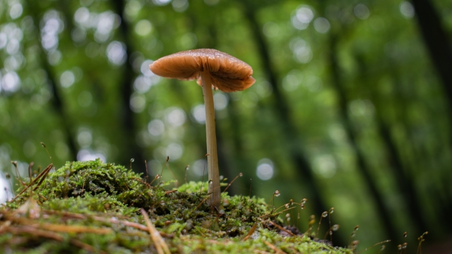 The Mushroom Whisperer: Unlocking the Secrets of Successful Mushroom Growing