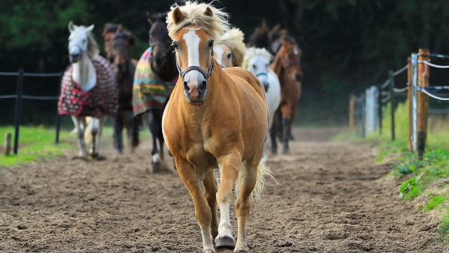 Boosting Your Horse’s Health: A Guide to Essential Supplements and Vitamins