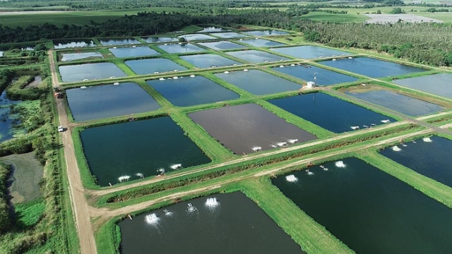 Revolutionizing Our Waters: The Future of Aquaculture Technology