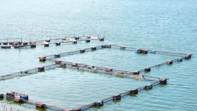 Revolutionizing the Waves: The Future of Aquaculture Technology