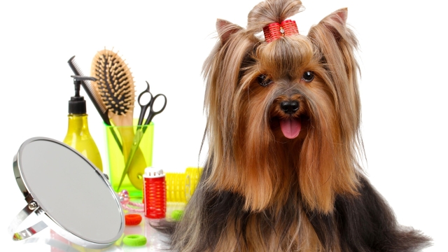 Pawsitively Pampered: The Ultimate Guide to Your Pet’s Spa Day